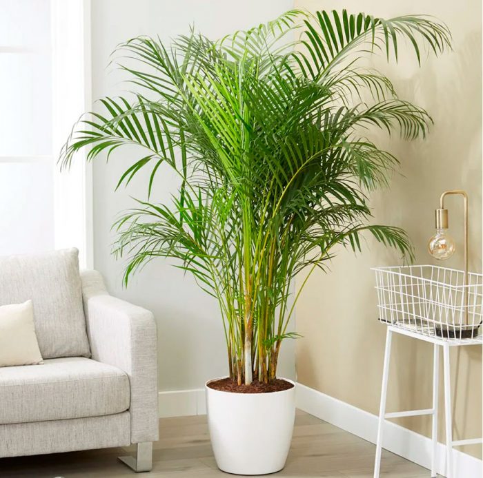 Арека (Дипсис желтоватый)