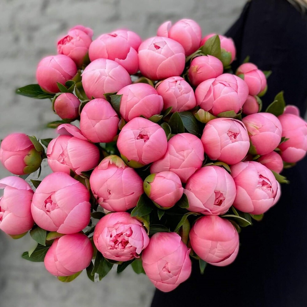 Пион Etched Salmon (Этечд Салмон)