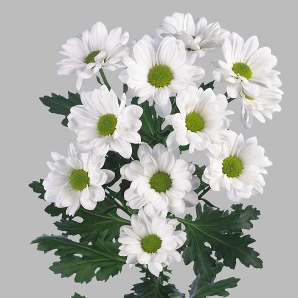 Хризантема ромашка белая