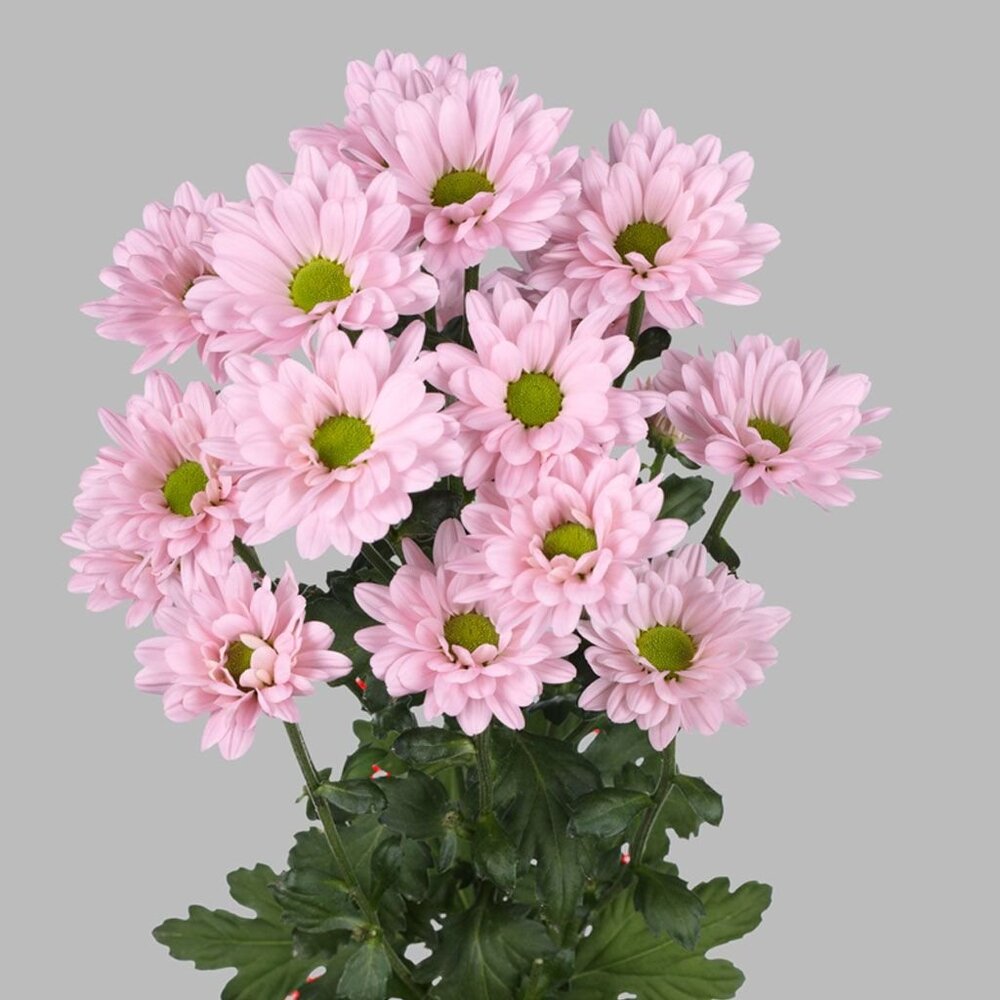 Хризантема ромашка нежно-розовая