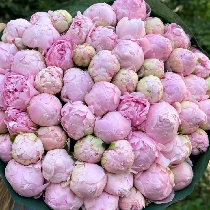 Пион Пиллоу Ток (Pillow Talk)