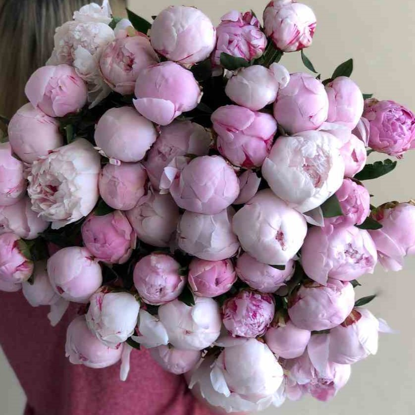 Пионы Ангел Чик (Angel cheecs)