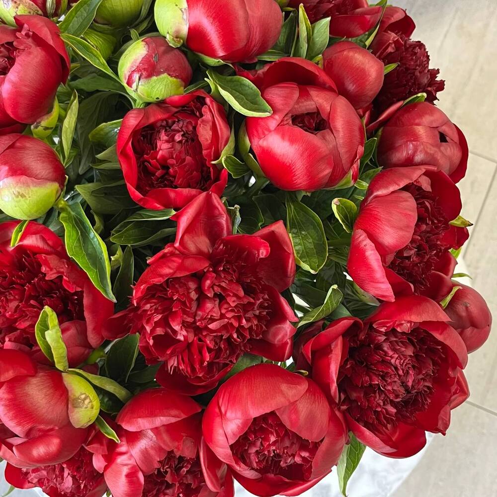 Пион Ред Шарм (Red Charm) 