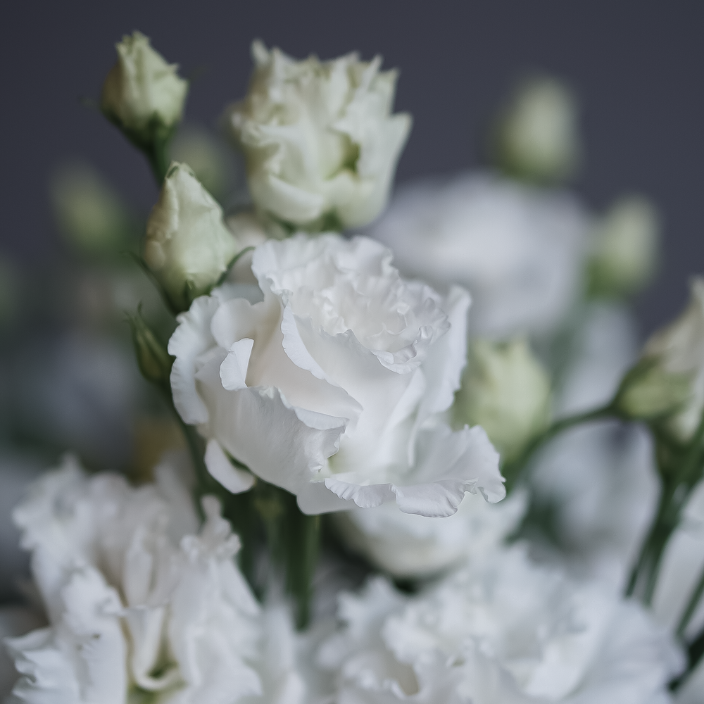 Эустома белая