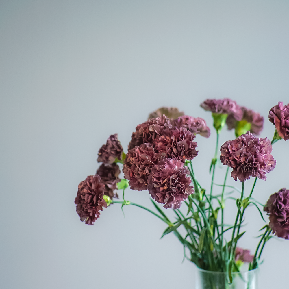 Гвоздика Hypnosis