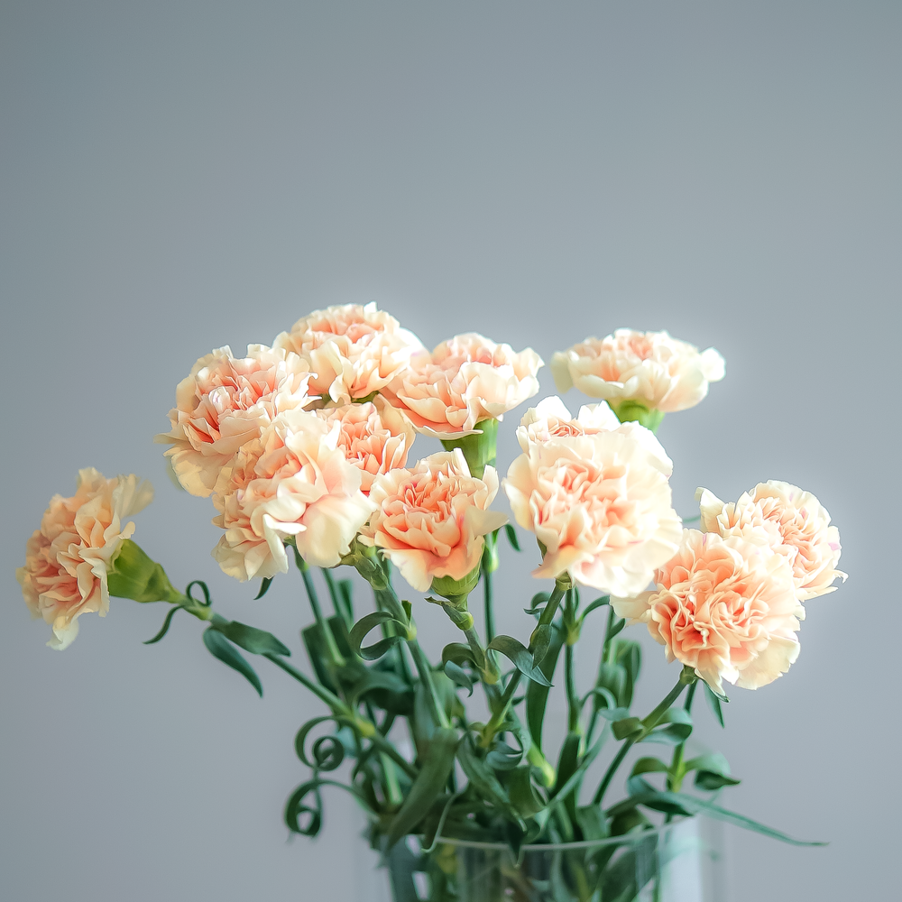 Гвоздика Apple tea