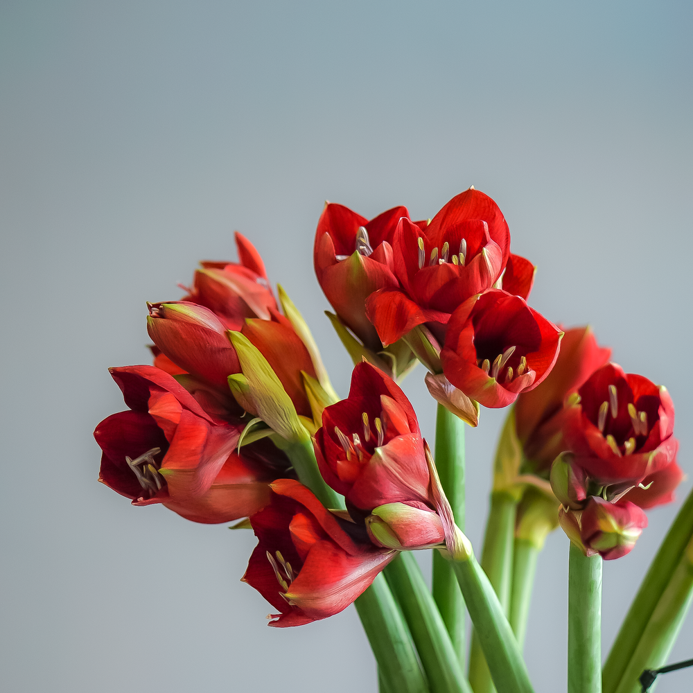 Амариллис Ferrari