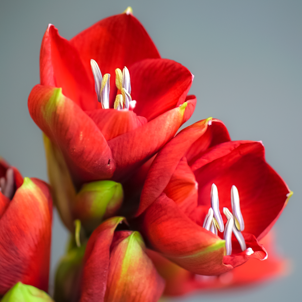 Амариллис Ferrari