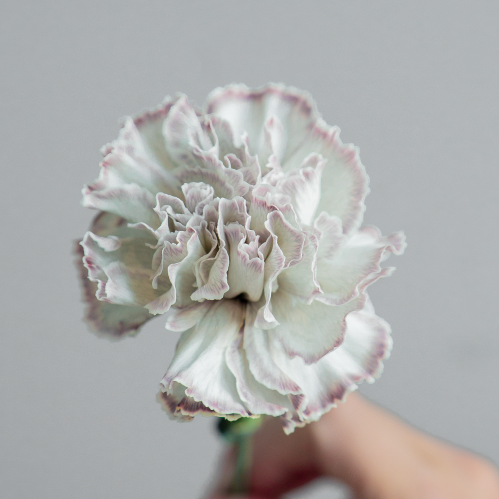 Гвоздика крашеная