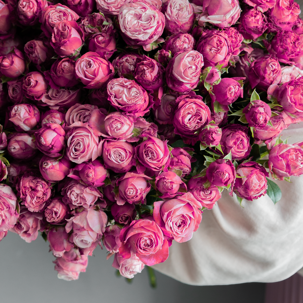 Роза кустовая Классик Сенсейшн (Classic sensation)