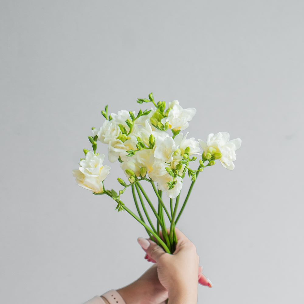 Фрезия белая