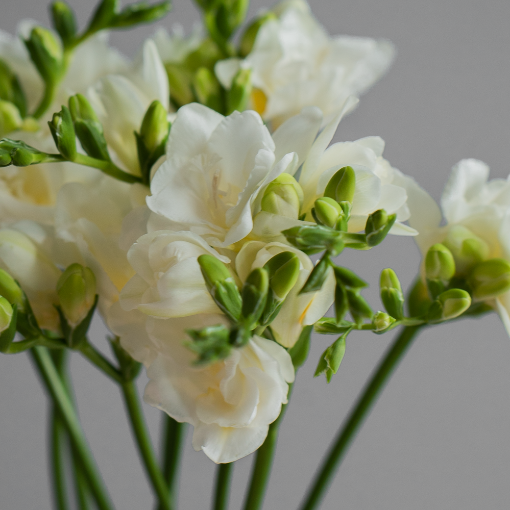 Фрезия белая