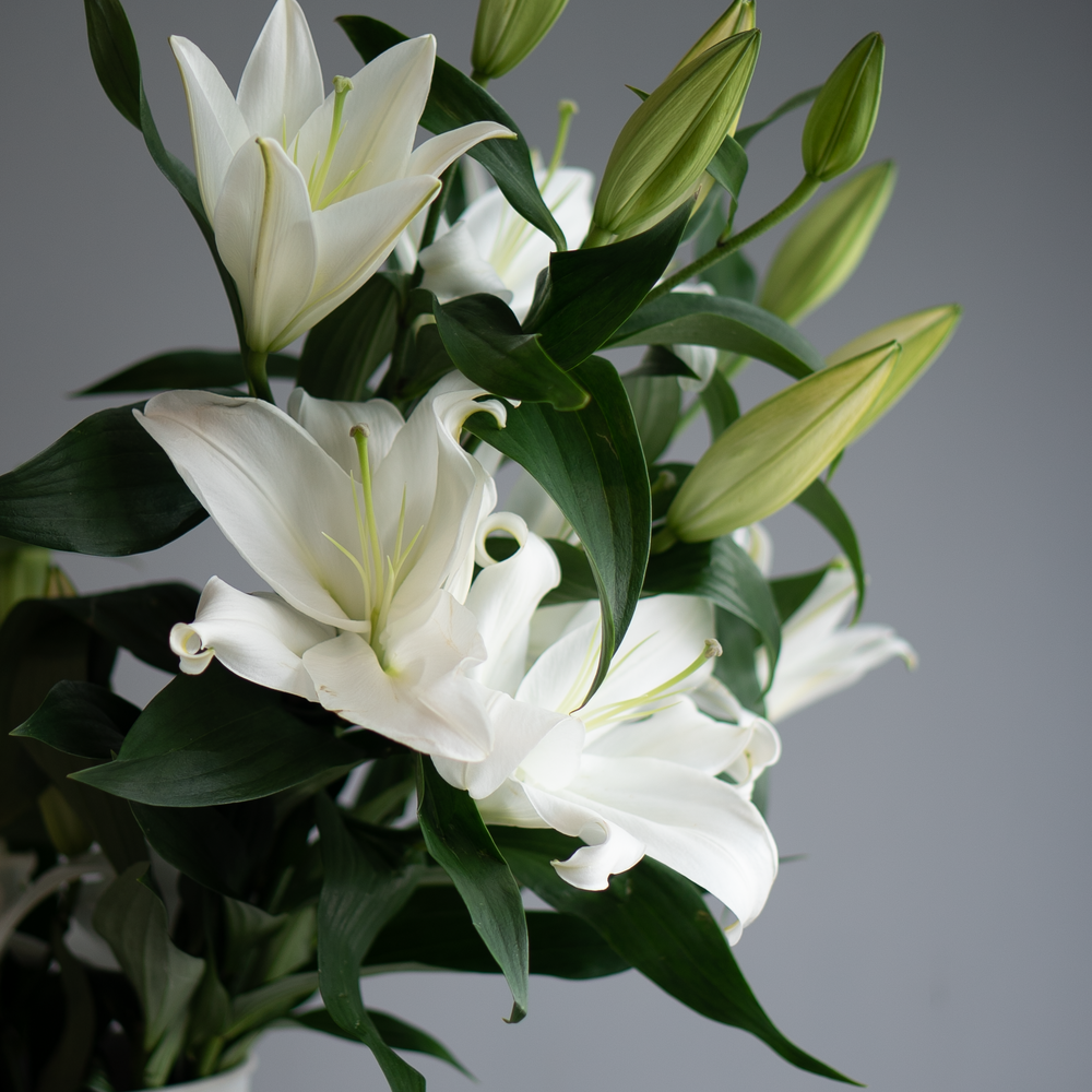 Лилия белая