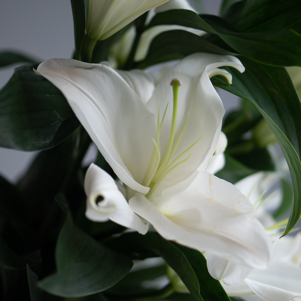 Лилия белая