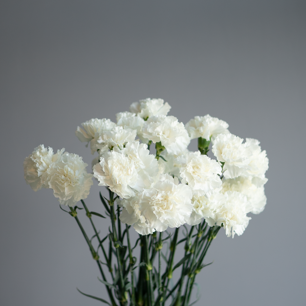 Гвоздика белая