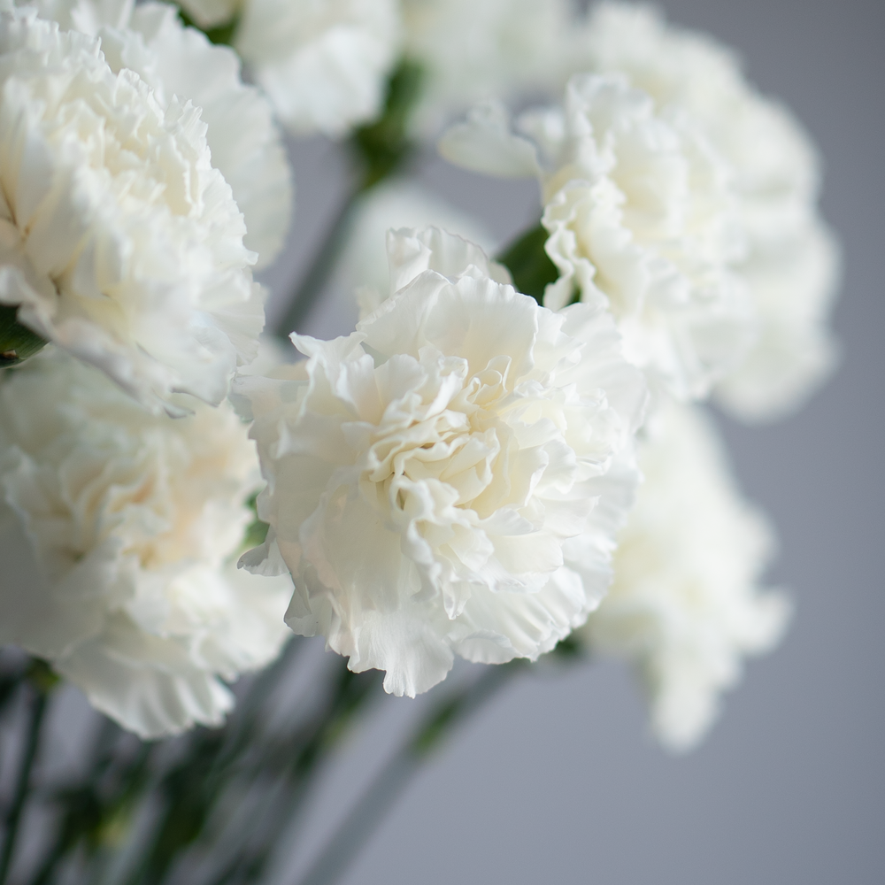 Гвоздика белая