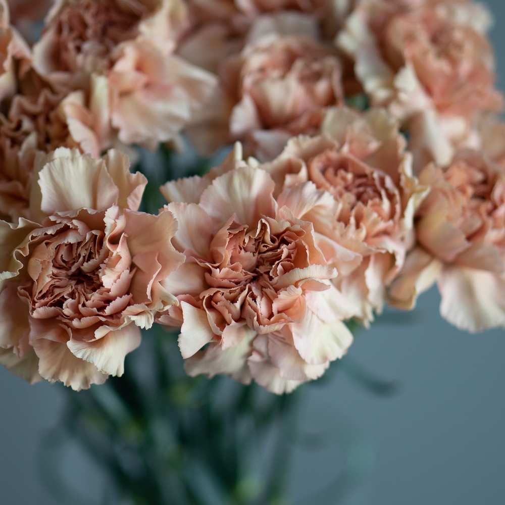 Гвоздика  Caramel