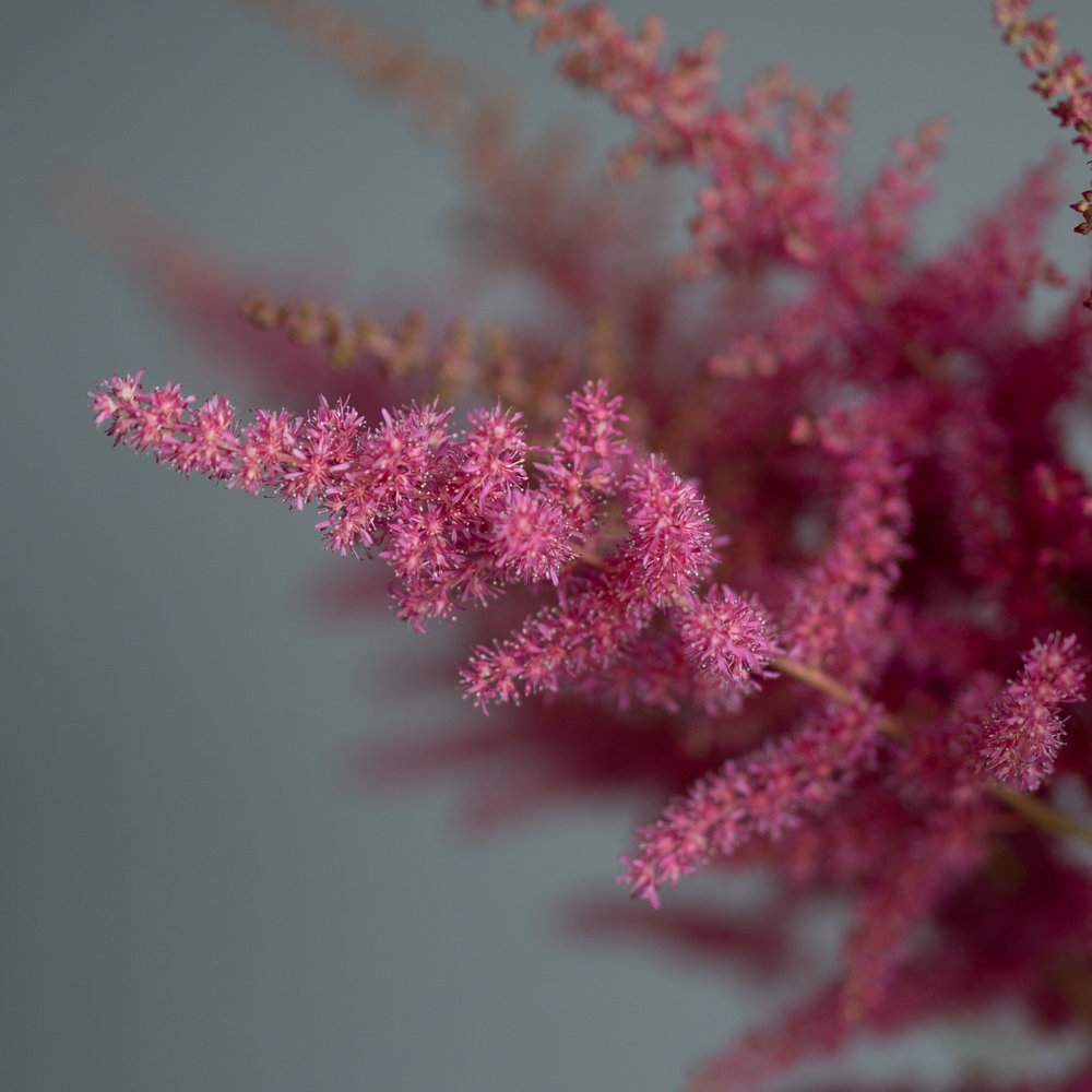 Астильба микс