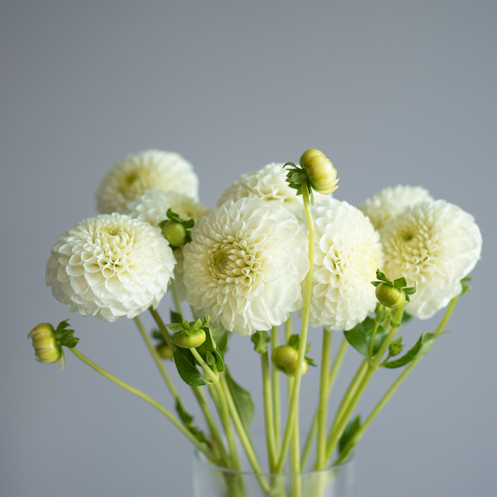 Георгин микс