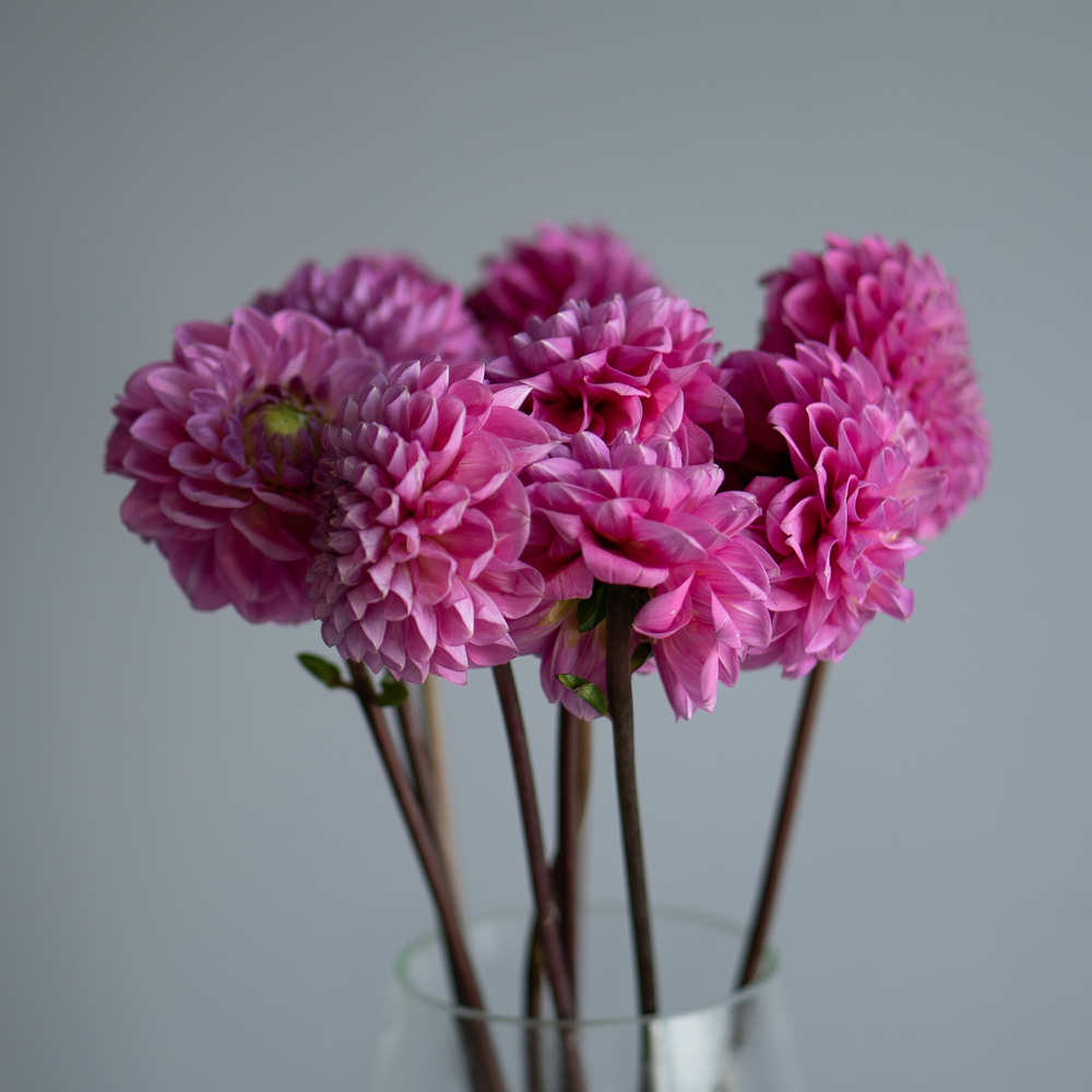 Георгин микс