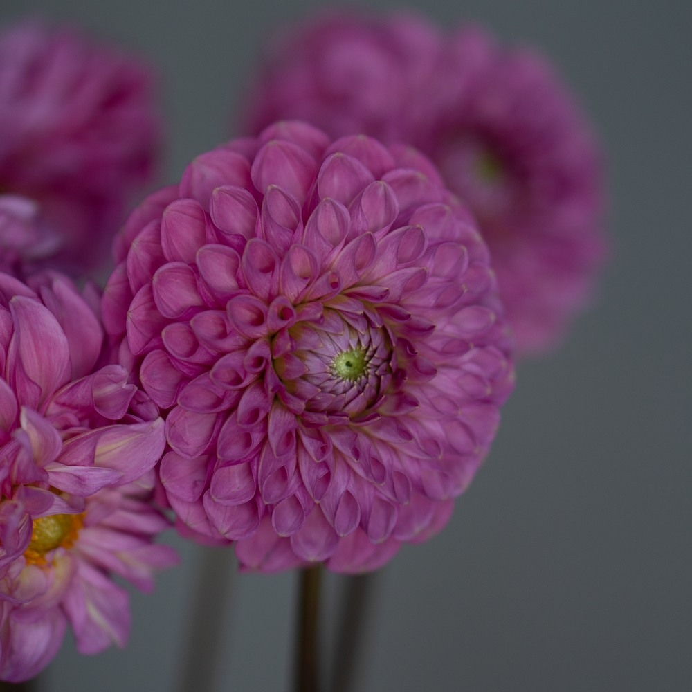 Георгин микс