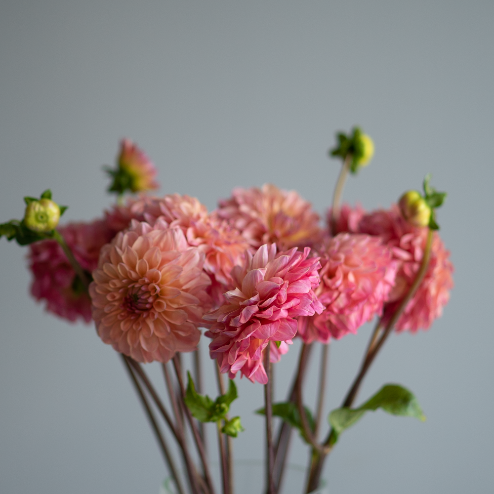 Георгин микс