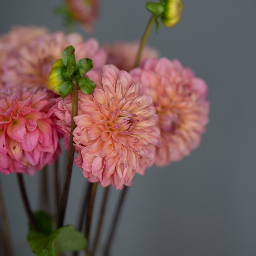 Георгин микс