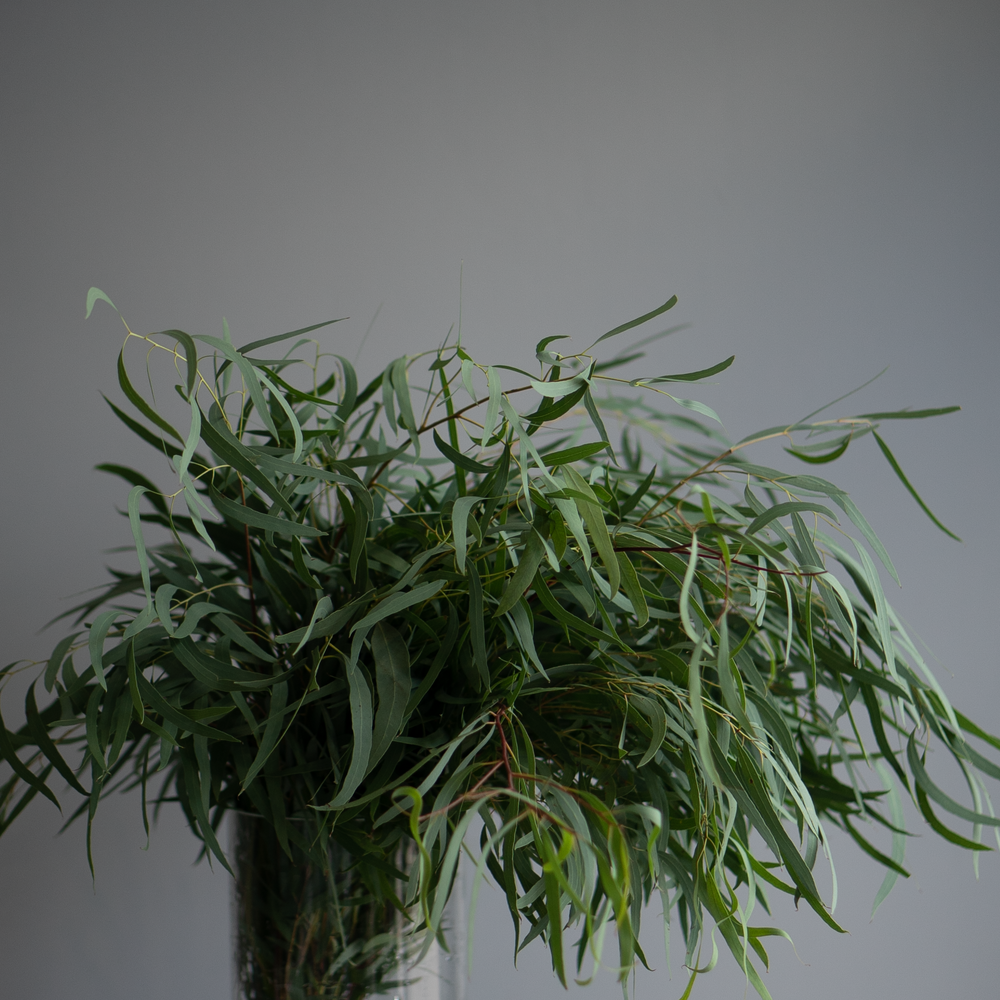 Эвкалипт Nicoli