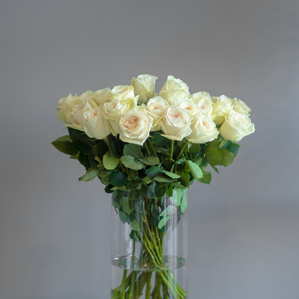 Роза Вайт Охара (White Ohara)