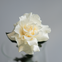 Роза французская белая