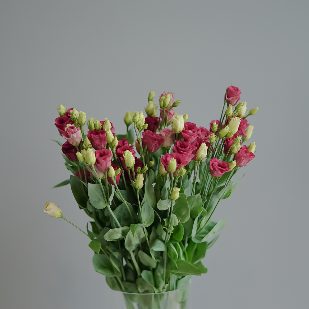 Эустома Arosa red