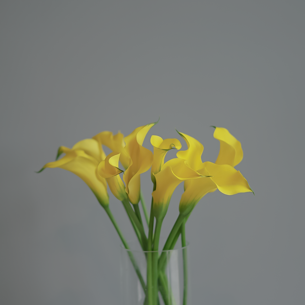 Калла желтая