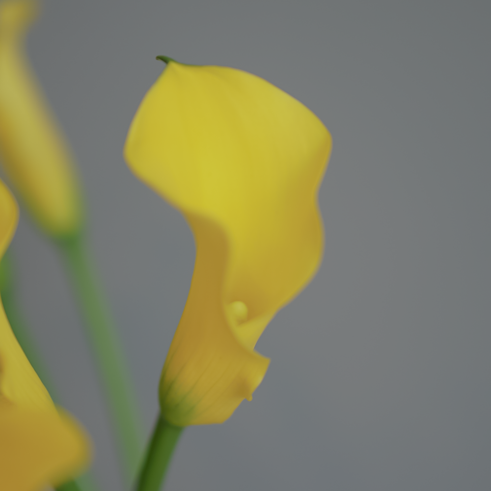 Калла желтая