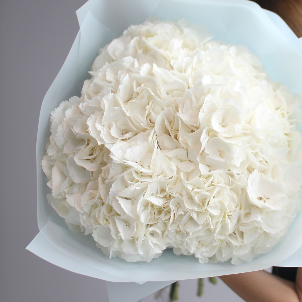 Гортензия белая