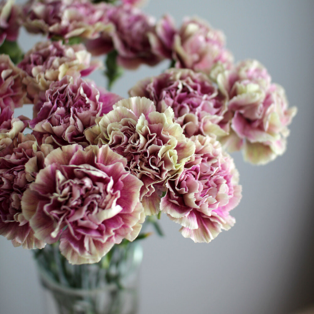 Гвоздика Antiqua