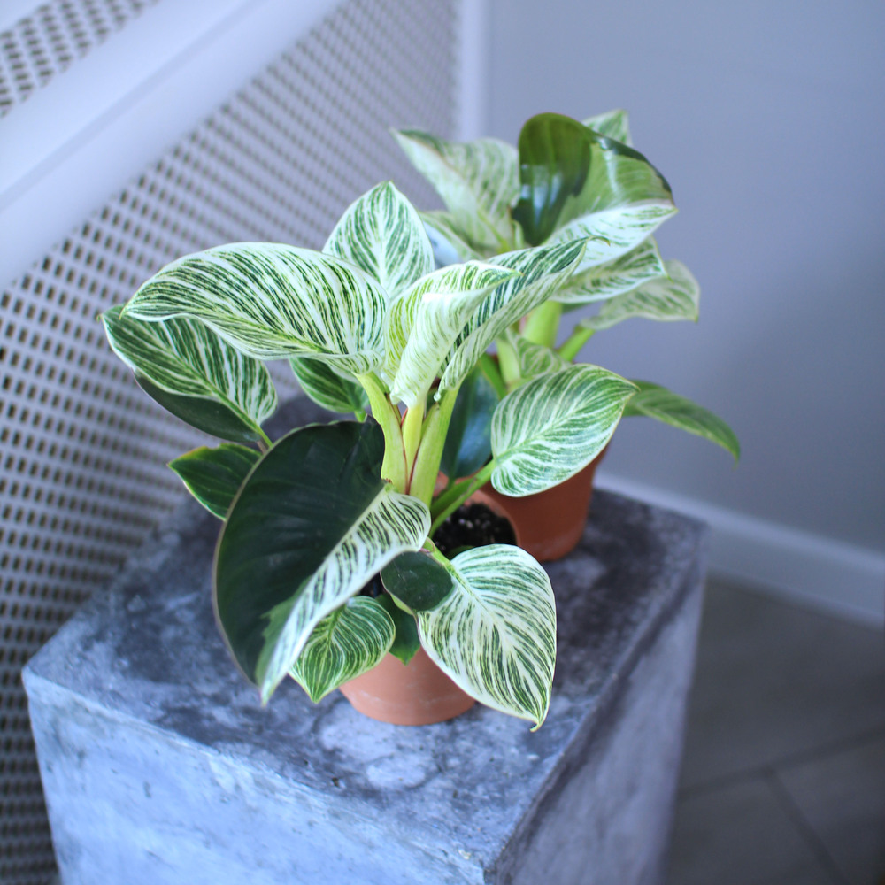 Филодендрон Биркин