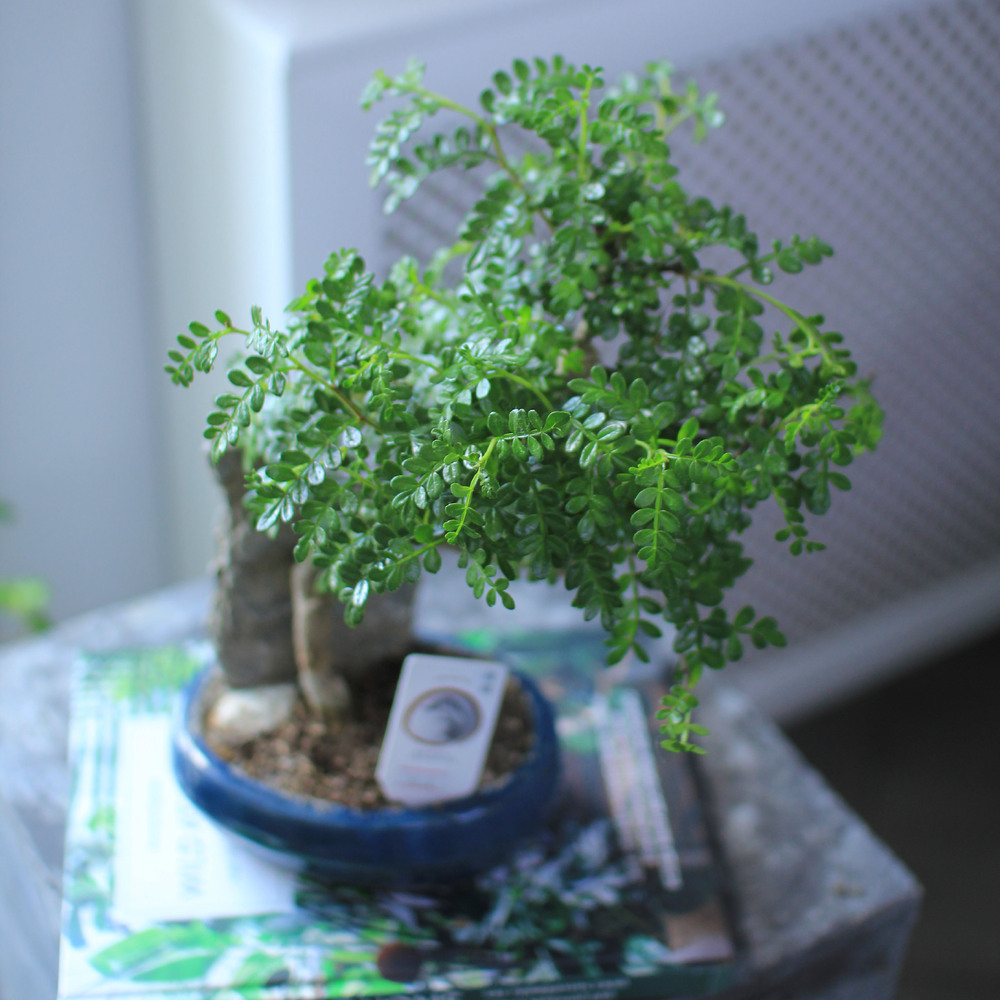 Бонсай в керамике с камнем