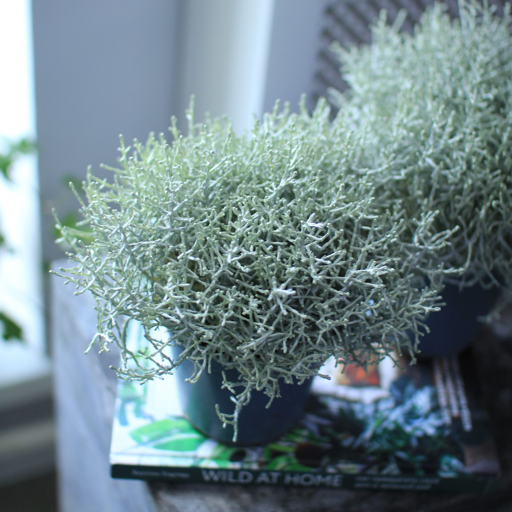 Калоцефалус