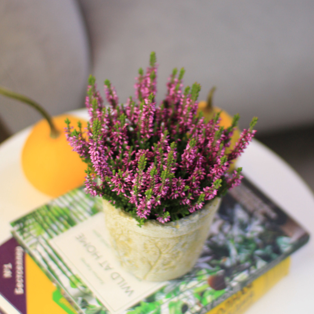 Вереск сиреневый мини