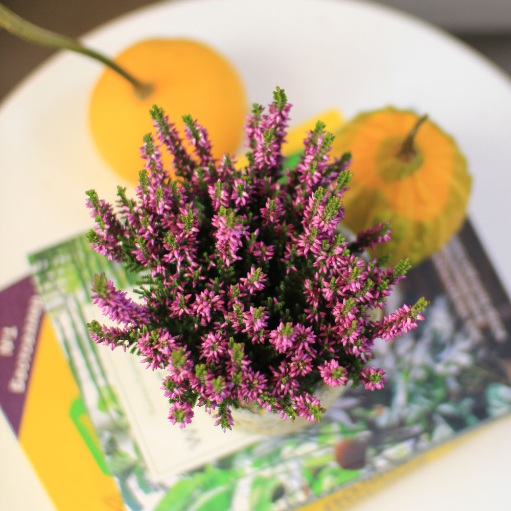 Вереск сиреневый мини