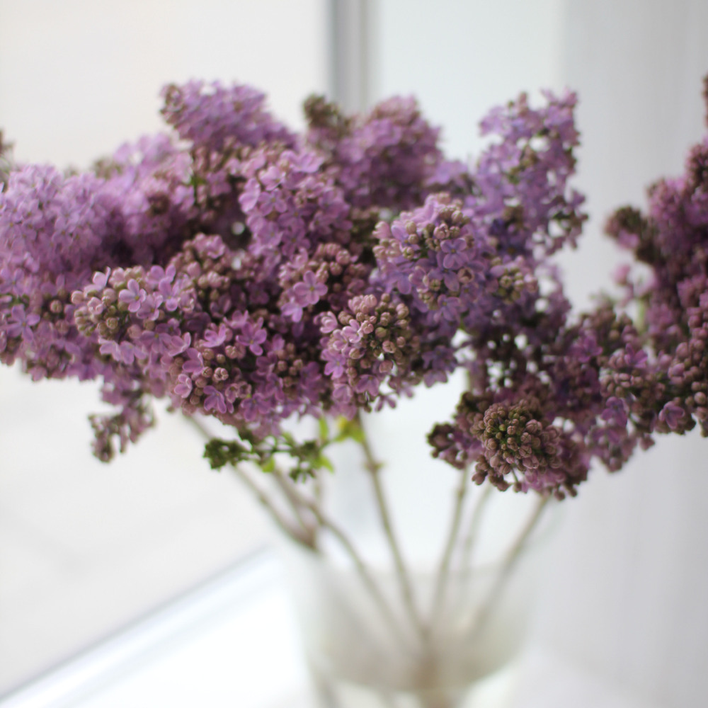 Сирень сиреневая