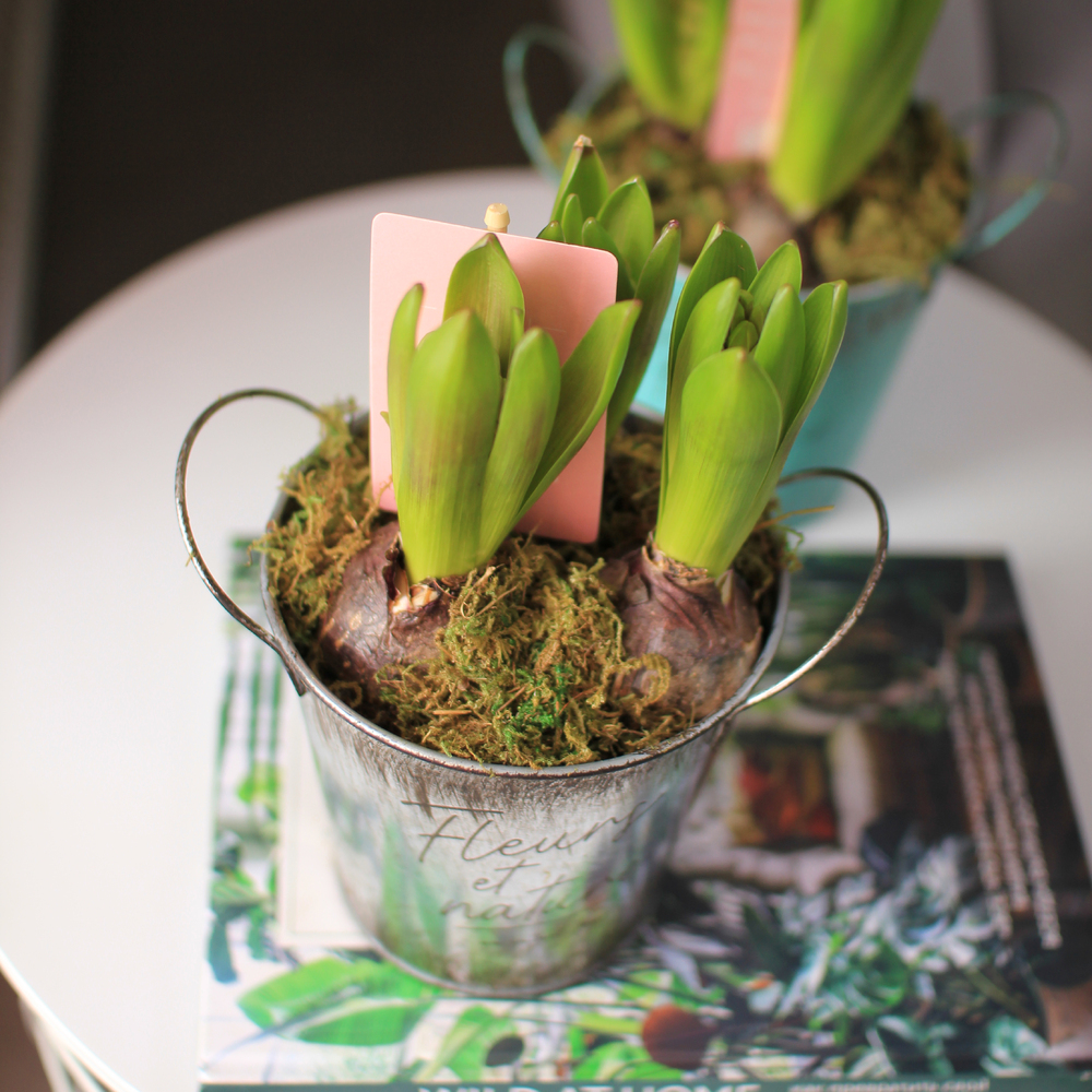 Гиацинты 3 штуки в металлическом кашпо