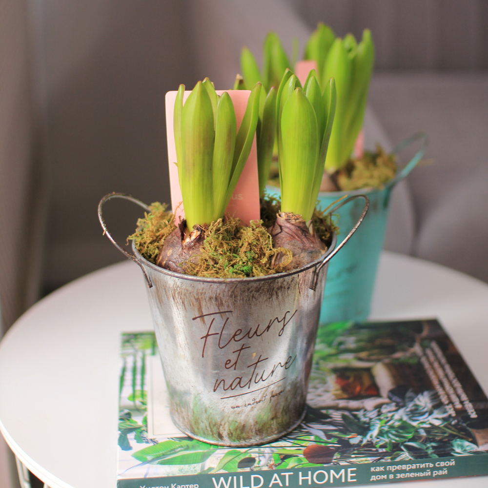 Гиацинты 3 штуки в металлическом кашпо