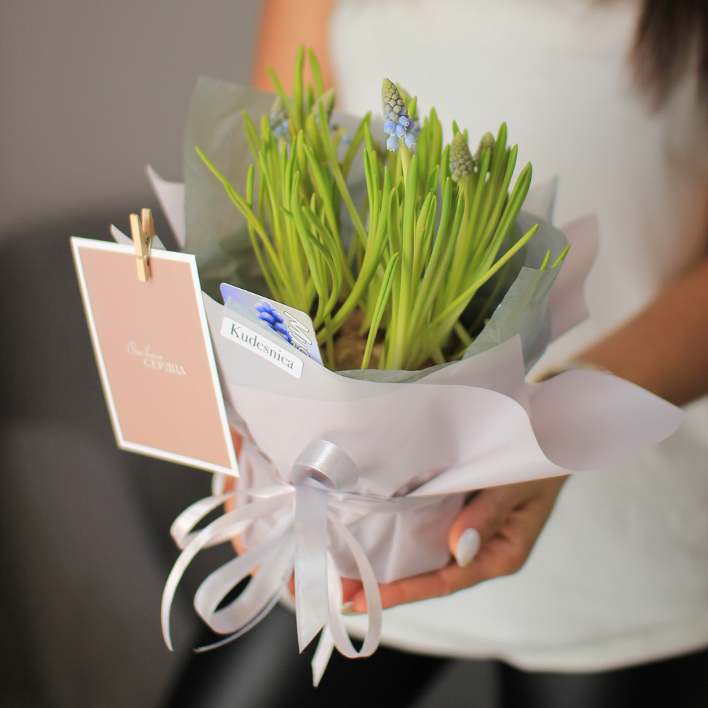 Комнатное растение Мускари