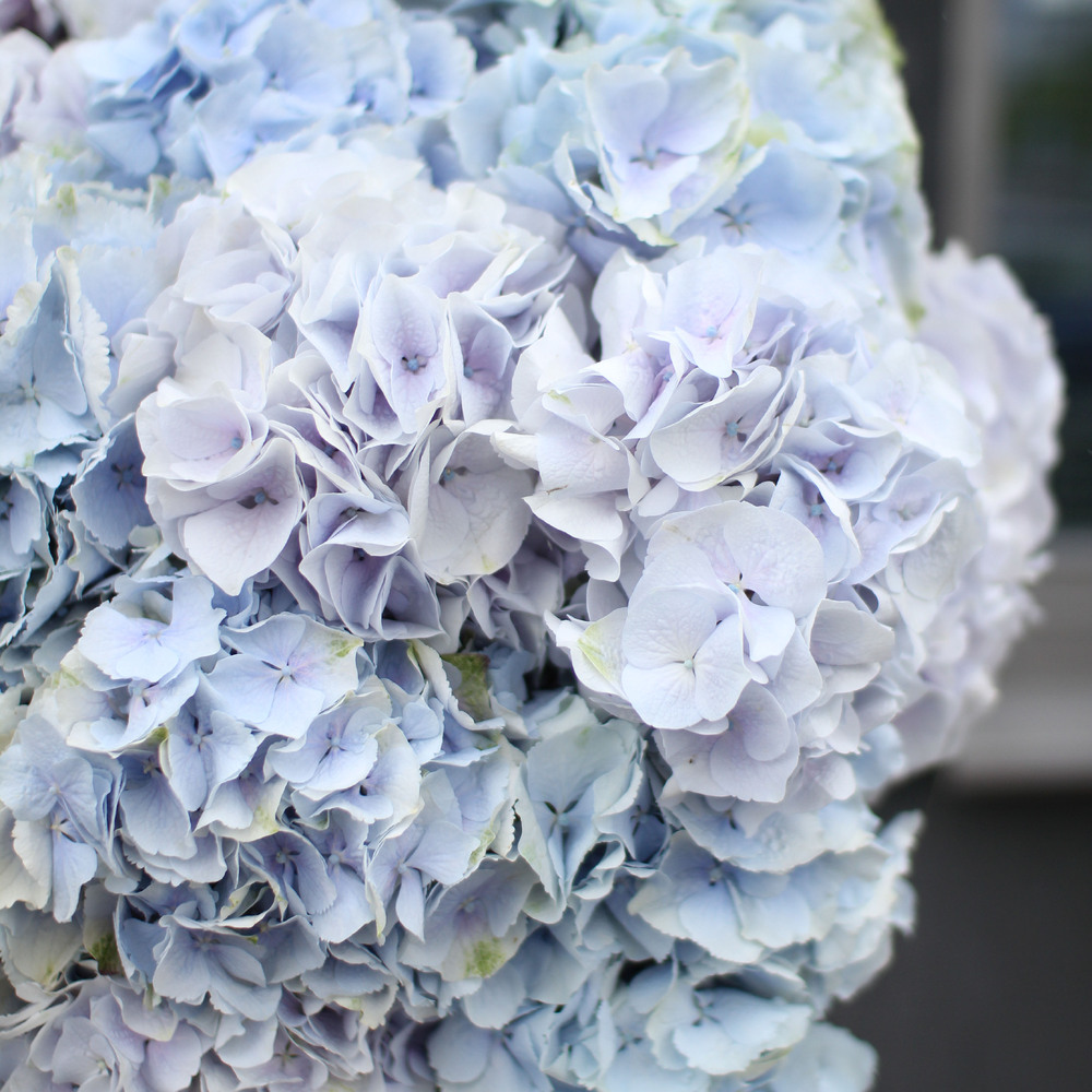 Гортензия голубая