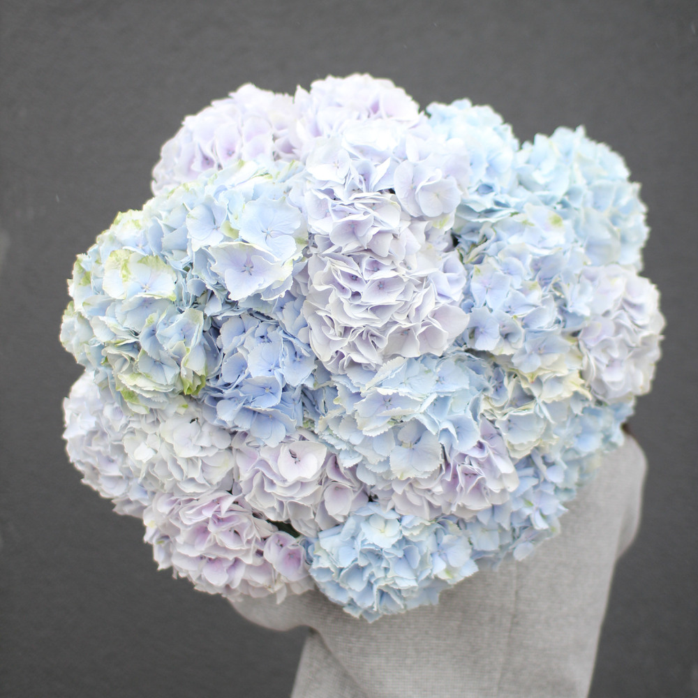 Гортензия голубая