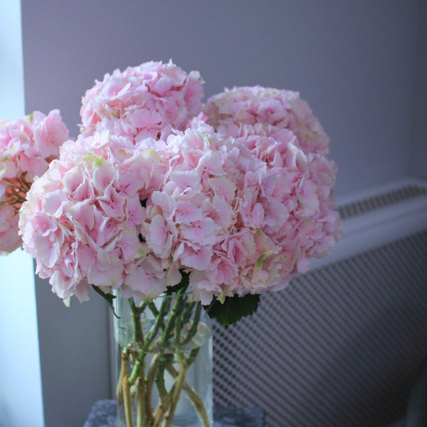 Гортензия  розовая